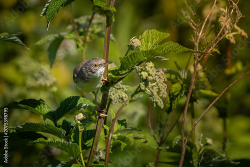 Common Whitethroat Sylvia communis