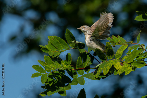 Common Whitethroat Sylvia communis