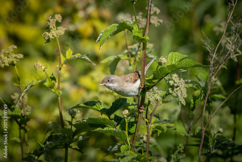 Common Whitethroat Sylvia communis