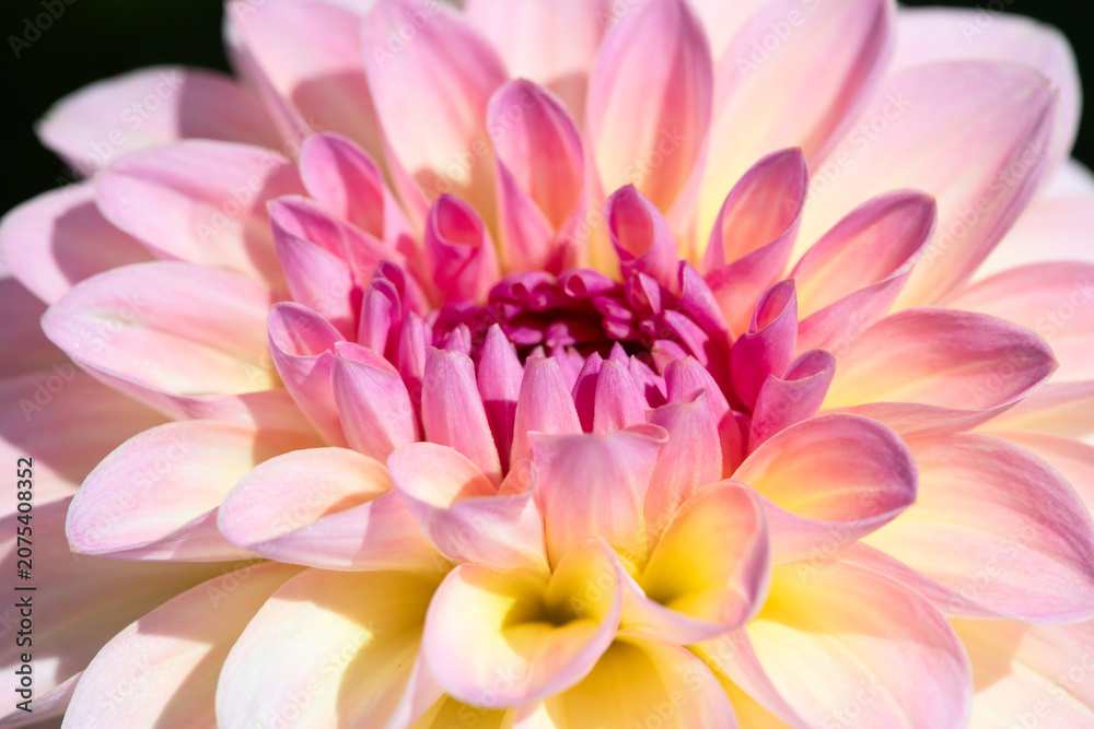 Fototapeta premium Dahlia flower