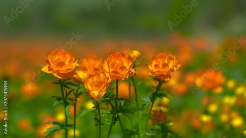 Macro shot with selective focus of vibrant orange globeflowers blooming in a mountain meadow in Altai.