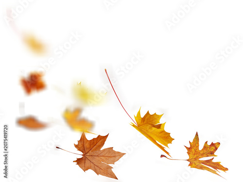 falling leaves in autumn wind air isolated for background - 3d rendering
