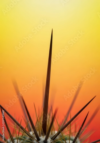 Macro view highlighting the dangerously sharp, fine point of a protective desert cactus spine, isolated and ready to pierce, piercing, natural, warning