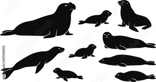 Photos Marine Seals and Sea Lions Silhouette Set Featuring Elephant Seal Fur Seal Pup a