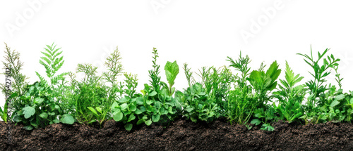 PNG Soil border plants background nature.