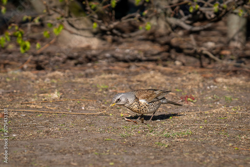 With careful steps and a watchful eye, a fieldfare wanders across the sunlit ground, searching for hidden treasures. Fieldfare (Turdus pilaris) foraging on the ground. 