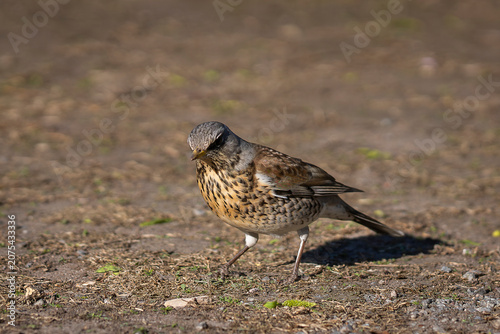 With careful steps and a watchful eye, a fieldfare wanders across the sunlit ground, searching for hidden treasures. Fieldfare (Turdus pilaris) foraging on the ground. 