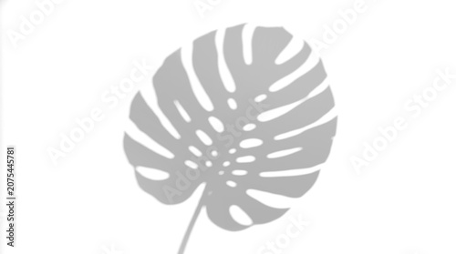 Tropical monstera leaf silhouette botanical shadow overlay on a transparent background