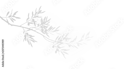Mediterranean olive tree branch botanical shadow overlay effect on a transparent background