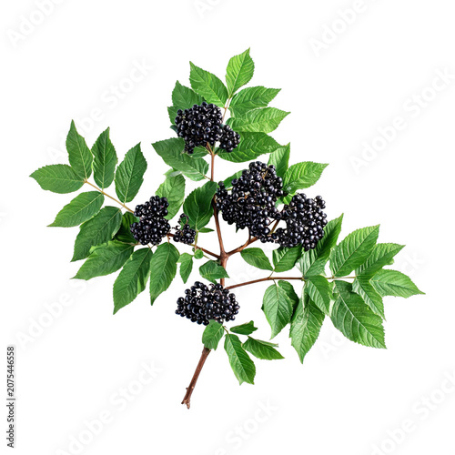Elderberry, photograph asset