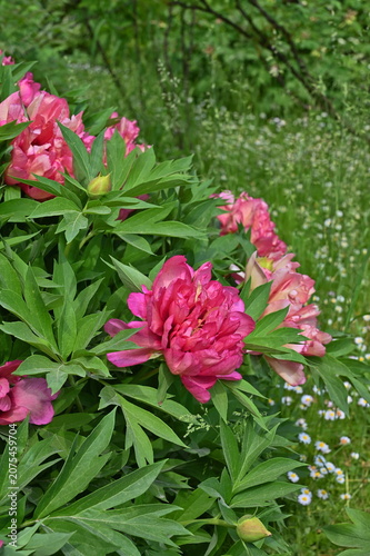 The 'Hillary' ITOH hybrid peony, distinguished by semi-double flowers with iridescent coloring ranging from carmine-cherry to light brown shades. Vertical photo.