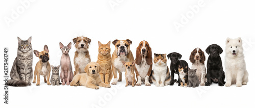 Large group of various dog and cat breeds standing together in a row isolated on a white background for pet care banner