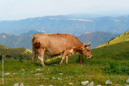 Brown domestic cow wearing a traditional cowbell, grazing on a grassy and rocky green mountain slope with a beautiful panoramic view of blue mountain ridges in the backgro