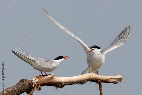 A close-up shot of two Common Terns (Sterna hirundo) in brilliant breeding plumage executing an energetic courtship ritual on a bare tree branch over the water, framed cleanly as ИРФ.