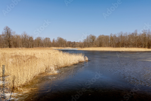 Frozen Lake with Dry Reeds and Forest Background
