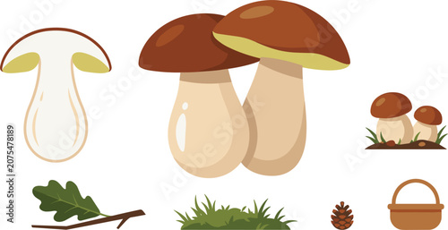 Bild auf Leinwand Fresh Porcini Mushroom Vector Set with Whole Boletus, Cross Section Slice, Fores