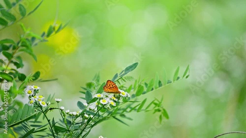 Silver-washed Fritillary Butterfly Sipping Nectar and Taking Flight