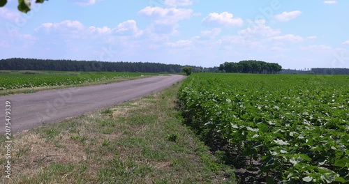 Countryside road passing through a green agricultural field