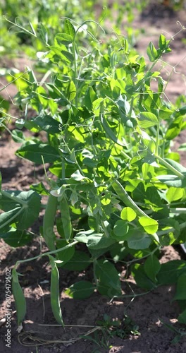 Green pea pods growing on a plant in a vegetable garden