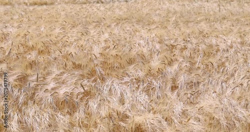 Golden ripe barley field swaying in wind
