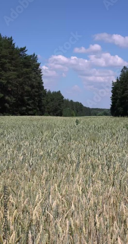 Green wheat field swaying in the wind under blue sky