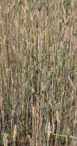 Ripening wheat ears swaying in the wind