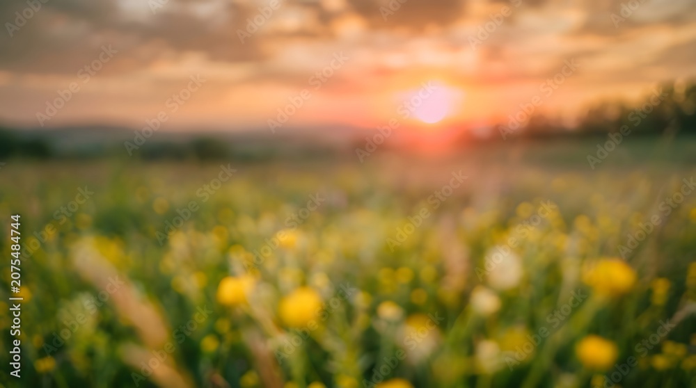 Obraz premium Golden Wildflower Meadow Glowing At Sunset With Dreamy Soft Focus Natural Landscape Beauty