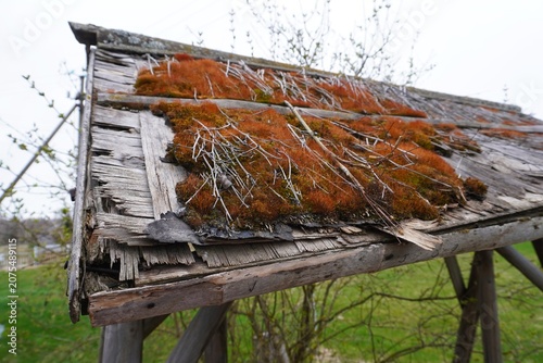 Foto Weathered wooden roof with orange moss and lichen growth