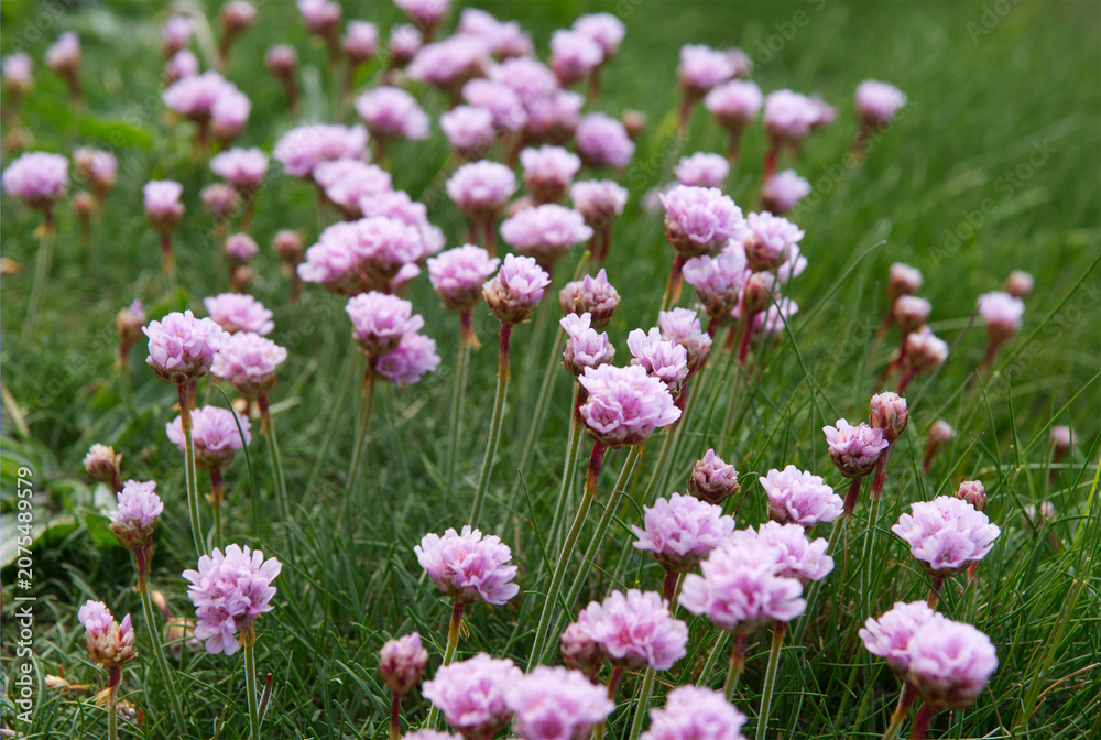 Obraz premium Wild pink sea thrift flowers blooming in a green grass meadow.