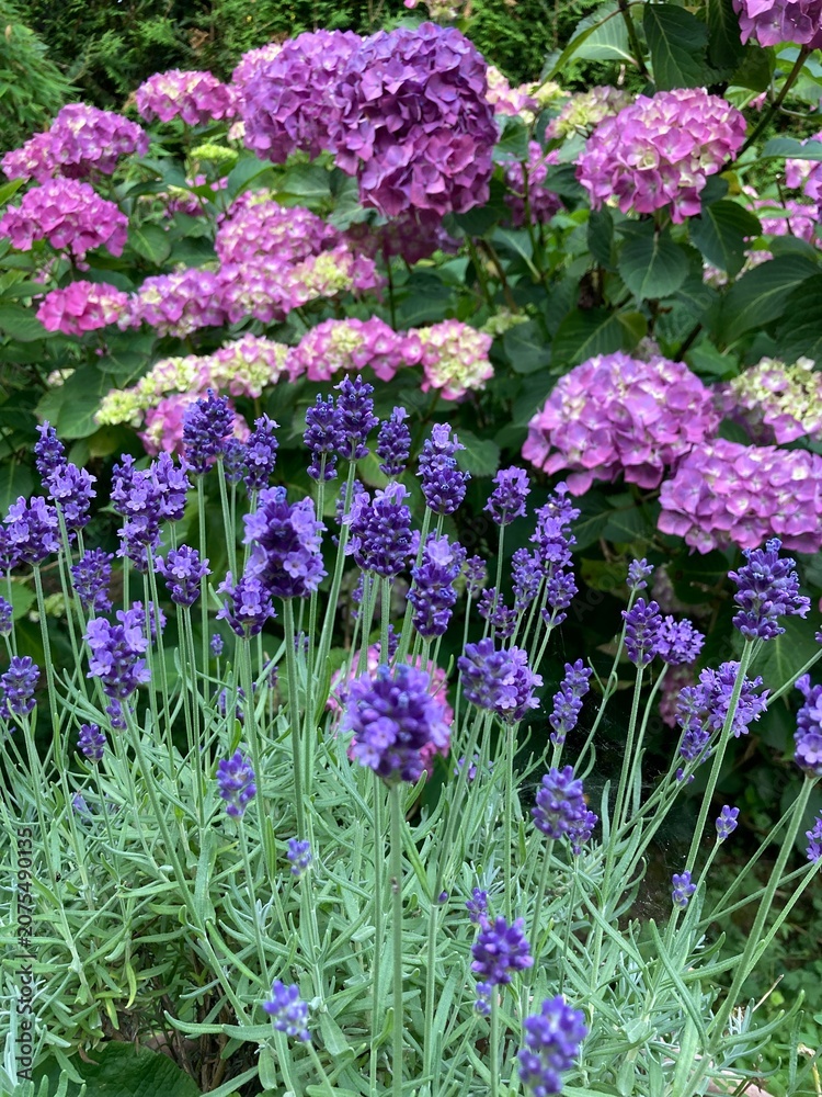Obraz premium Blumen im Garten im Sommer mit lila Lavendel und pinker Hortensie