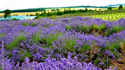 Lavender fiels Snowshill Cotswolds Gloucestershire England UK