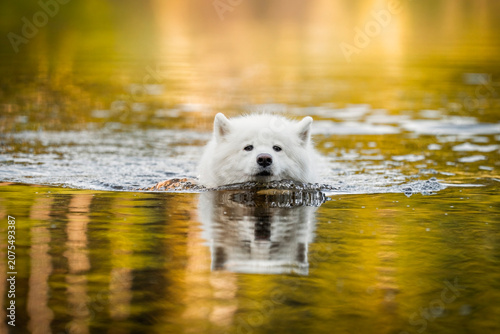 Samoyed swimming in the water on a summer day. A white dog with wet fur enjoying a refreshing moment in nature
