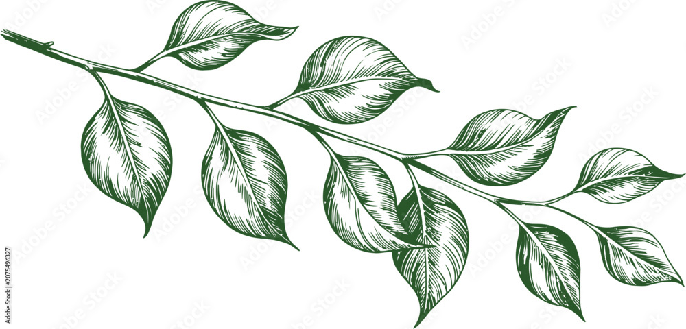 Fototapeta premium Green leaves, leafy branch, botanical illustration, nature elements, vector graphics