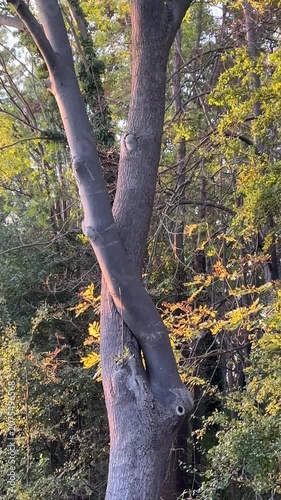 a tree with entwined thick branches, yellow leaves on the trees, embracing branches, autumn colors, colorful leaves, thick branches twisting around each other, a grassy field path running vertically