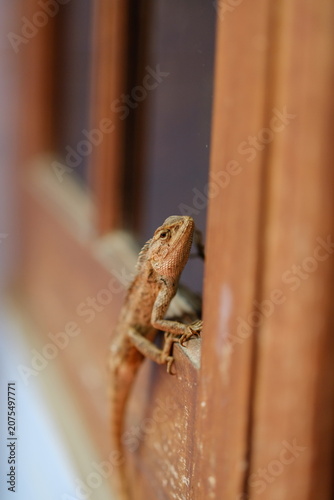 Close-up of a vibrant garden lizard resting on a sunny home window sill.Oriental garden lizard (Calotes versicolor)