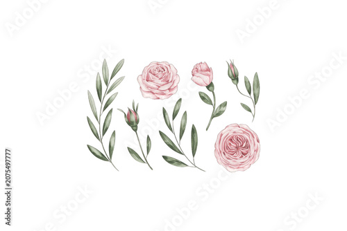 Pink Roses with Green Leaves Isolated on png Background