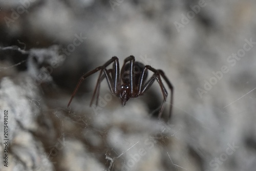 Bild auf Leinwand steatoda grossa spider on a web. Front shot on black spider
