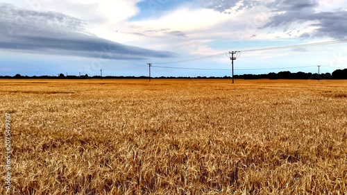 Pan shot across a landscape to the horizon, of a crop of wheat growing in a farm field on a still day in summer, with electricity pylons running through it.
