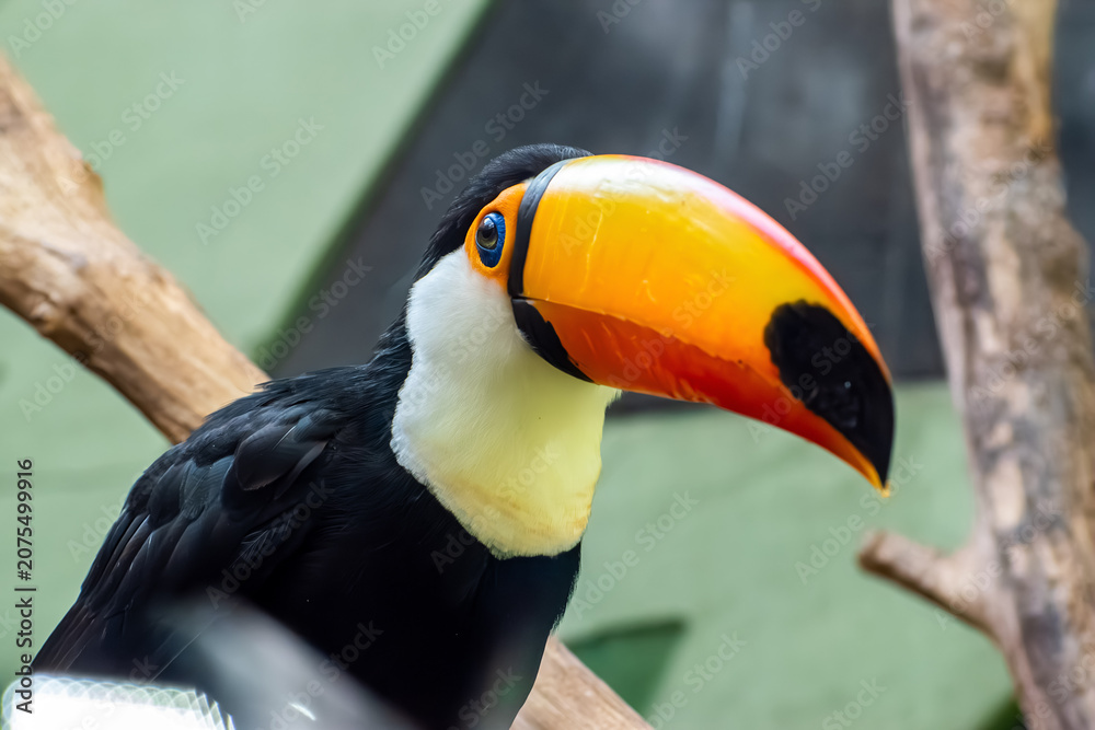 Fototapeta premium Toco toucan head close up portrait