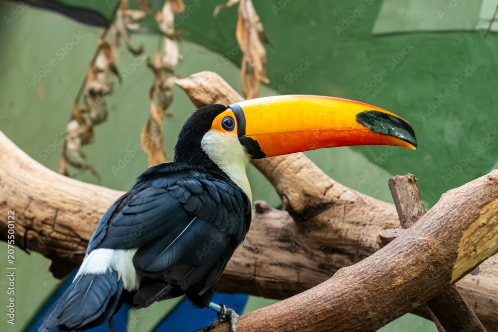 Obraz premium Toco toucan bird sitting on a tree branch