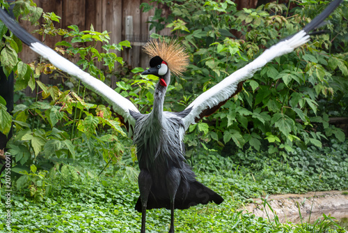 Fotografía Crowned crane with open wings