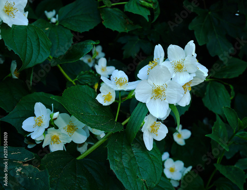 Europäischer Pfeifenstrauch; Philadelphus coronarius, Falscher Jasmin; sweet mock-orange; English dogwoodsweet