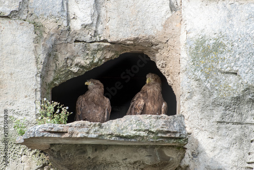 Canvas Print Two young eagles sitting in a stone wall cave