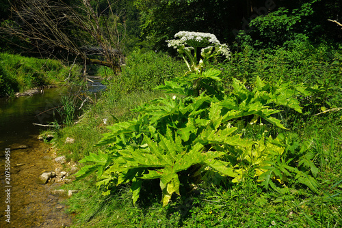 Riesen-Bärenklau; Heracleum mantegazzianum; cartwheel flower; giant hogweed; im Schmeietal Naturpark Obere Donau; Baden Württemberg; Deutschland