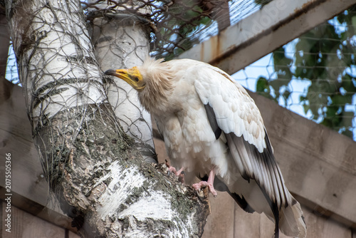 Fotografie Egyptian vulture sitting on a birch log fence