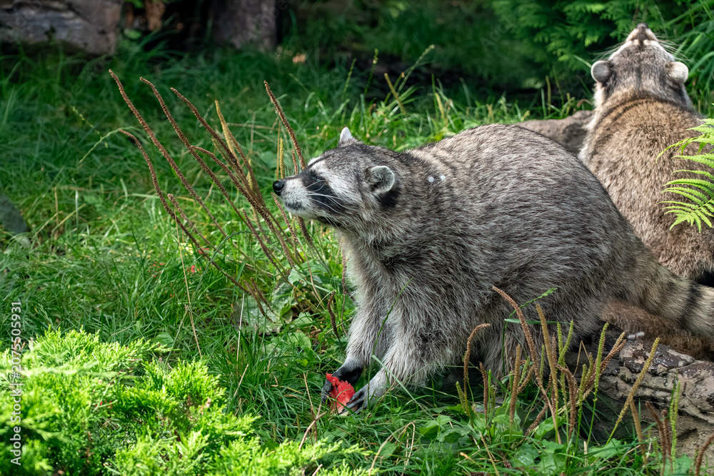 Fototapeta premium Two common raccoons playing on green grass ground