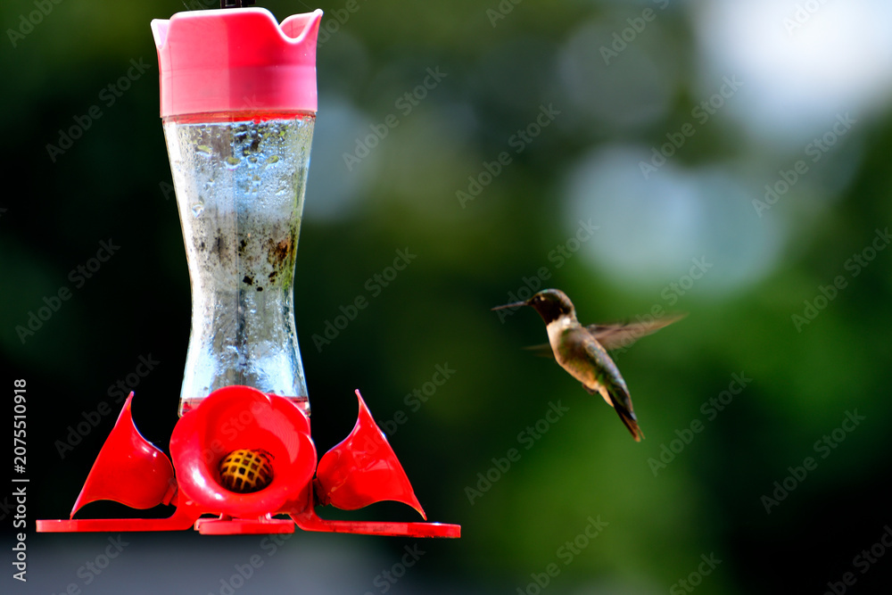 Fototapeta premium hummingbird feeding on feeder