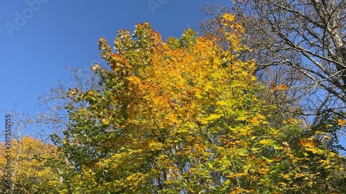 leaves turning yellow, yellow leaves on the trees against a blue sky, golden October, orange-yellow leaves on the trees, autumn trees, colorful foliage, colorful trees in October