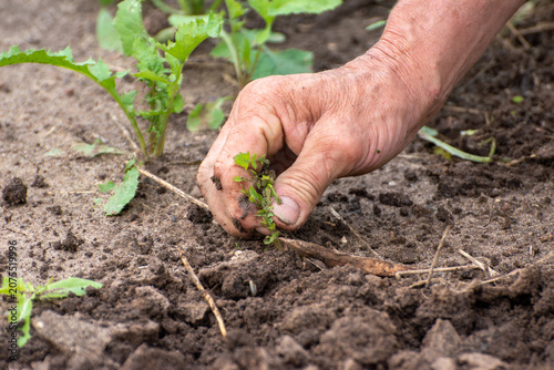 Bild auf Leinwand Farmer hands pulling weeds from soil in agricultural field
