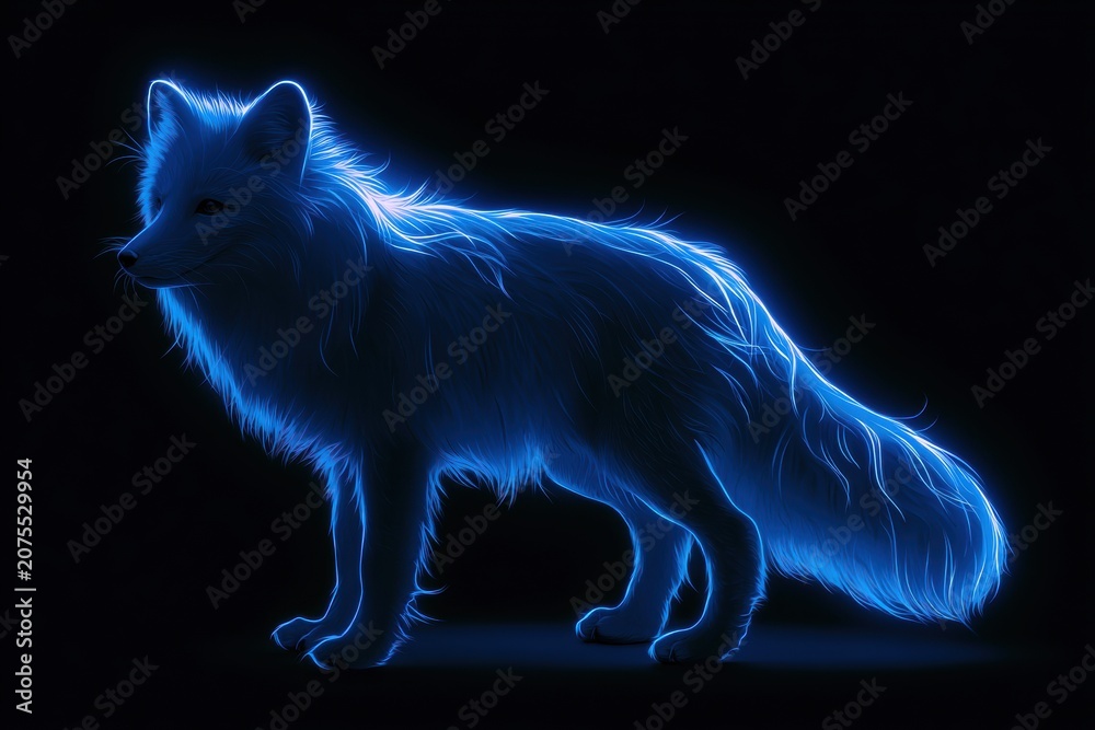 Fototapeta premium A bright glowing fox stands against a black background. It shows a summer coat with blue tones and highlights, representing seasonal change.